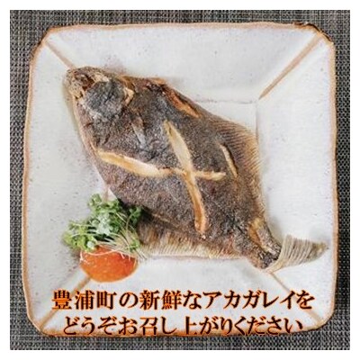 北海道 豊浦 噴火湾 水揚げ 生アカガレイ 約4kg TYUO078