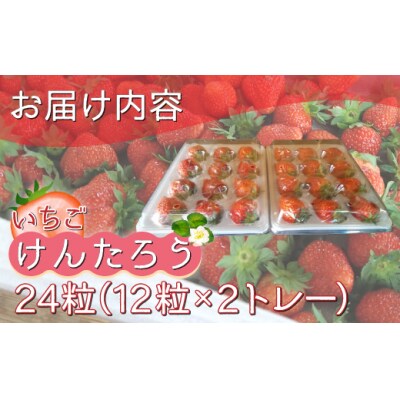 【2025.5月以降順次出荷】いちご「けんたろう」2トレーセット TYUT001