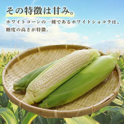 【先行受付】ホワイトショコラ　白いとうもろこし 10本　とうきび 豊浦町産 TYUH002