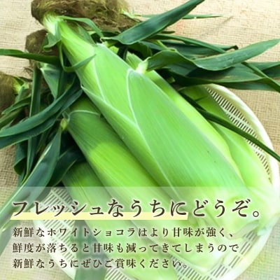 【先行受付】ホワイトショコラ　白いとうもろこし 20本 北海道 豊浦町産 とうきび TYUH003