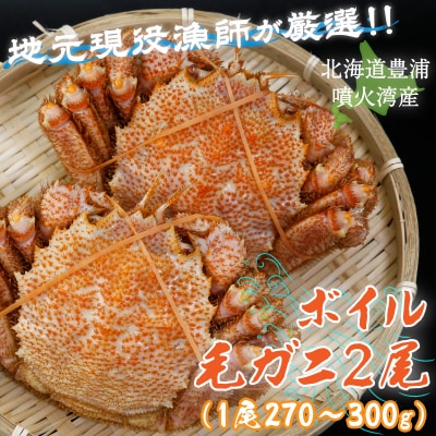 【訳あり】【地元現役漁師が厳選!!】ボイル・毛ガニ2尾(1尾270g～300g) TYUR005