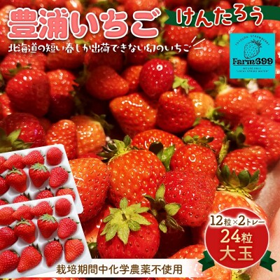 【2026年4月以降下旬順次出荷】 北海道 豊浦いちご 大玉12粒×2トレー TYUAH001