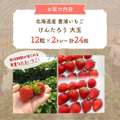 【2026年4月以降下旬順次出荷】 北海道 豊浦いちご 大玉12粒×2トレー TYUAH001