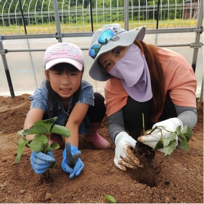 【2026年4月下旬以降順次出荷】 北海道 豊浦いちご  冷凍いちご 2kg TYUAH002