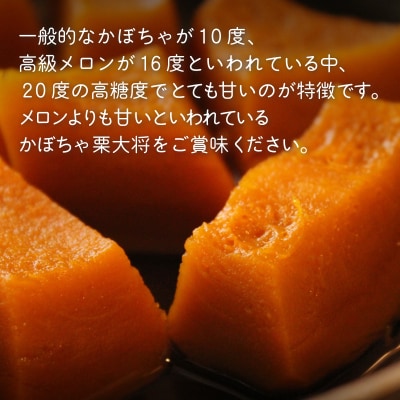 【先行受付】北海道 豊浦町 かぼちゃ 栗大将 約10kg 5～7玉 TYUL003
