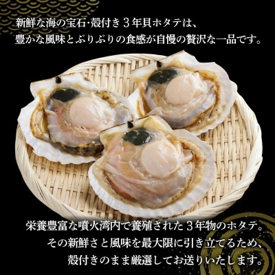 【先行受付】北海道 豊浦町 殻付き 3年貝 活ホタテ 約3kg TYUP005