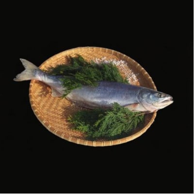 漁師の手作り!長期熟成 塩鮭 約800g 8～12切れ 小分け 北海道 豊浦町 TYUR038