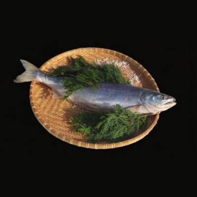 漁師の手作り!長期熟成 塩鮭 約1.2kg 12～18切れ 小分け 北海道 豊浦町 TYUR037