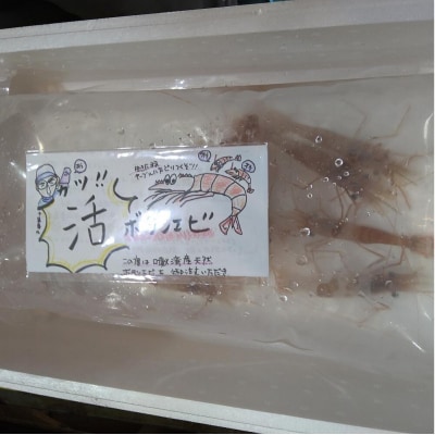 【2026年3月以降順次発送】活ボタンエビ中サイズ400g(17～20尾)×1パック TYUR047