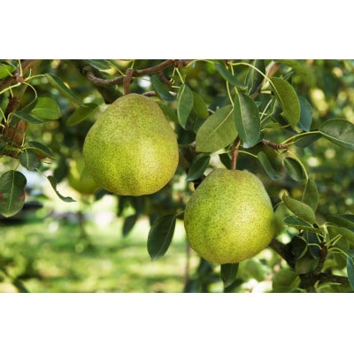 ラ・フランス　約3kg(7～9玉)　化粧箱入