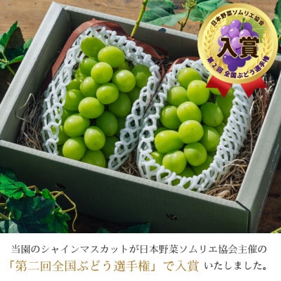 甘さ弾ける!朝どり シャインマスカット 2房 1.3kg以上◆甘い◆産地直送