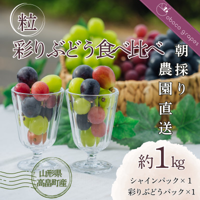 【期間限定発送】ぶどう食べ比べ 500g×2パック 約 1kg◆大粒◆シャインマスカット◆ピオーネ
