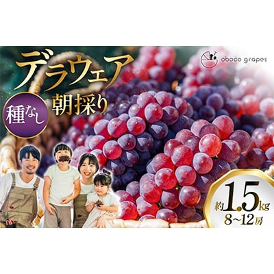 甘さはじける!デラウェア1.5kg　ぶどう　