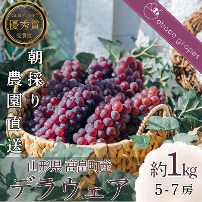 甘さはじける!デラウェア1kg(5～7房)