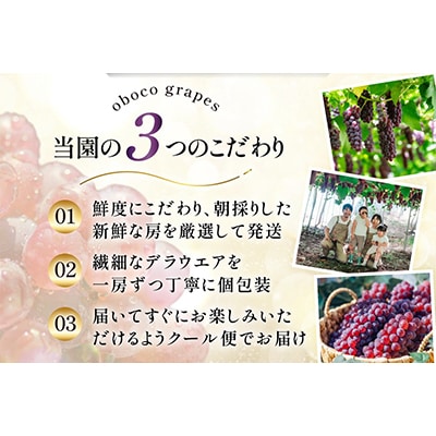 甘さはじける!デラウェア1kg(5～7房)