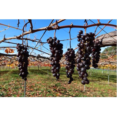 【さとふる限定】高畠ワイナリー「ぶどうの匠　栽培家シリーズ」赤ワイン2本セット