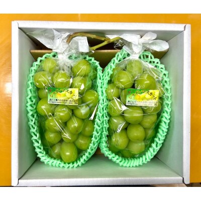 令和6年産 シャインマスカット 1.5kg(2房)