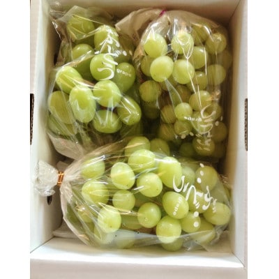 【先行予約】令和8年産 訳アリ シャインマスカット約1.2kg(2～3房)