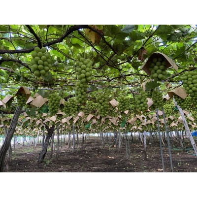 【先行予約】令和8年産 シャインマスカット約2kg(3～4房)