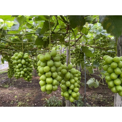 【先行予約】令和8年産 シャインマスカット約2kg(3～4房)