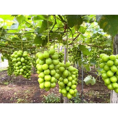 【先行予約】令和8年産シャインマスカットジュエルボックス 2kg (250g×8個)