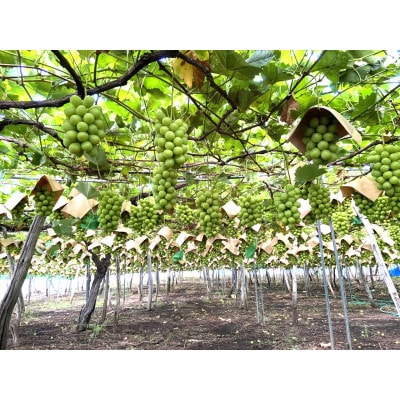 【先行予約】令和8年産シャインマスカットジュエルボックス 2kg (250g×8個)