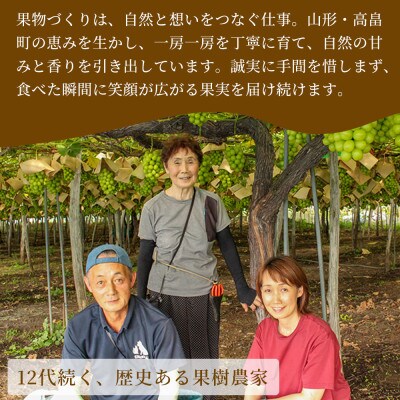 【産地直送・贈答用】シャインマスカット 約1.5kg×3箱 山形県高畠町産 高糖度