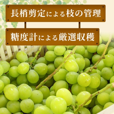 【産地直送・家庭用】シャインマスカット 約2kg 1箱 山形県高畠町産 高糖度