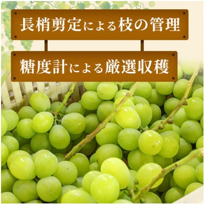 【産地直送・家庭用】シャインマスカット 約1.2kg×3箱 山形県高畠町産 高糖度