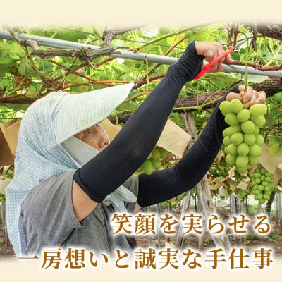 【産地直送・家庭用】シャインマスカット 2房 約1kg 1箱 山形県高畠町産 高糖度