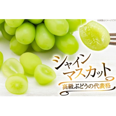 【期間限定発送】ぶどう食べ比べ シャインマスカット・マイハート (250g×各2個) 計4個 1kg