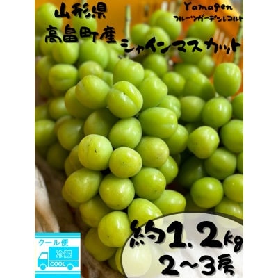 2026年度先行予約 山形県高畠町産 ご家庭用 シャイマスカット 贅沢セット約1.2kg(2～3房)