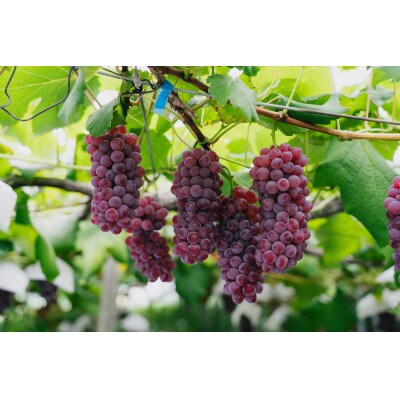 山形県 高畠町産 デラウェア 約1kg(6～8房) 2026年8月上旬から順次発送