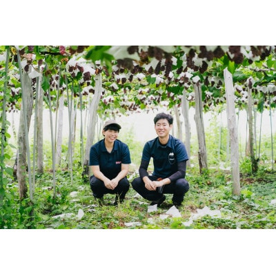 山形県 高畠町産 デラウェア 約1kg(6～8房) 2026年8月上旬から順次発送