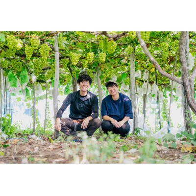 山形県 高畠町産 シャインマスカット 1房(約650g) 2026年9月中旬から順次発送