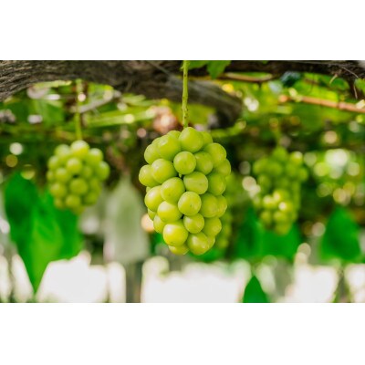 山形県 高畠町産 シャインマスカット 約1.5kg(2～3房) 2026年9月中旬から順次発送