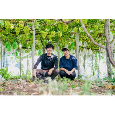 山形県 高畠町産 シャインマスカット 約1.5kg(2～3房) 2026年9月中旬から順次発送