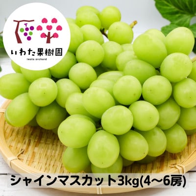 山形県 高畠町産 シャインマスカット 約3kg(4～6房) 2025年9月中旬から順次発送