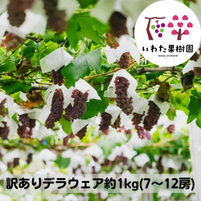 【訳あり】山形県 高畠町産 デラウェア 約1kg(7～12房)