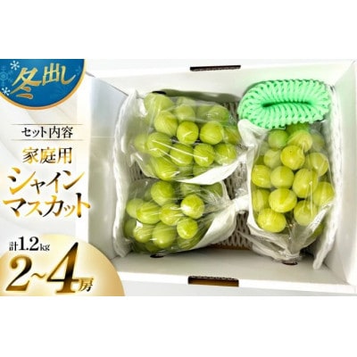 【期間限定発送】 2026年 冬出し 訳あり 家庭用 シャインマスカット 1.2kg (2～4房)