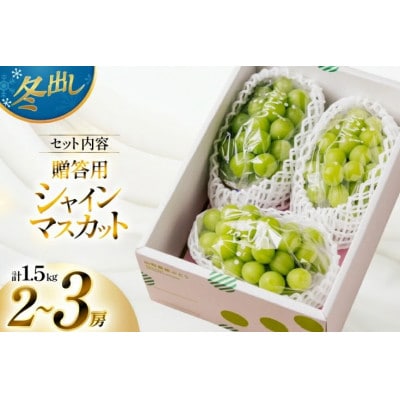 【期間限定発送】 2026年 冬出し 贈答用 シャインマスカット 1.5kg (2～3房)