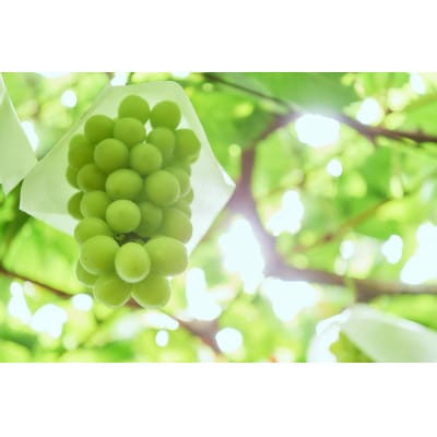 産地直送　シャインマスカット　約2kg　パリッとはじける贅沢な甘さ