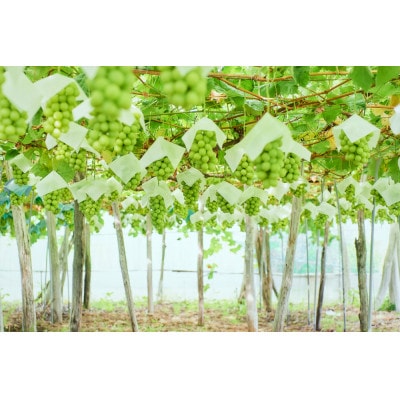 産地直送　シャインマスカット　約2kg　パリッとはじける贅沢な甘さ