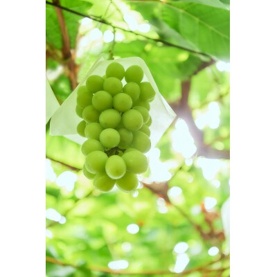 産地直送　シャインマスカット　約2kg　パリッとはじける贅沢な甘さ