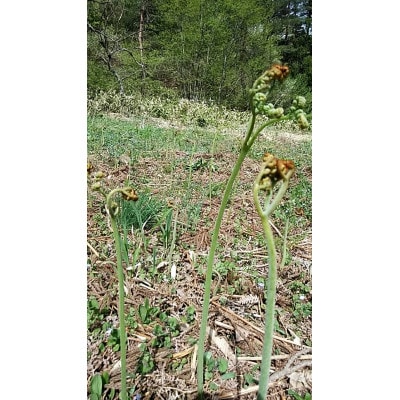 天然無添加　塩蔵わらび　400g×2袋