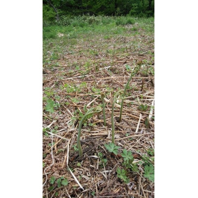 天然無添加　塩蔵わらび　400g×2袋