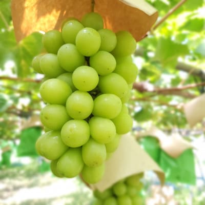 シャインマスカット　秀　1.2kg以上(2房)