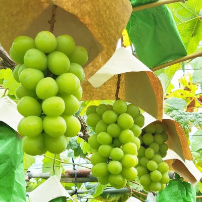 シャインマスカット　秀　1.2kg以上(2房)