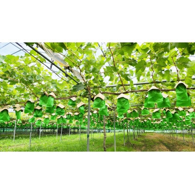 シャインマスカット　秀　1.2kg以上(2房)