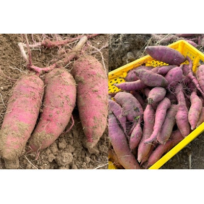 【期間限定発送】さつまいも 2種 紅はるか シルクスイート 詰め合わせ 約1kg (4～6本)